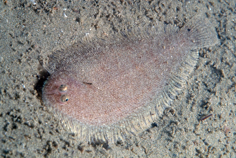 Buglossidium luteum (Risso, 1810)